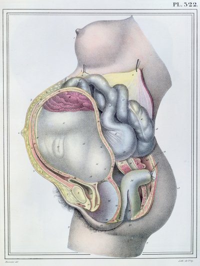 Anatomia di una donna incinta, da 